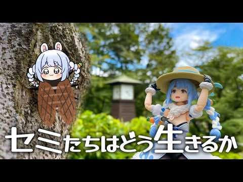 【セミたちはどう生きるか】夏、セミとして全力で生きる。ぺこ！【ホロライブ/兎田ぺこら】
