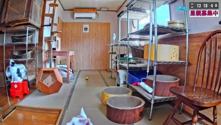 温泉旅館の猫部屋 24時間ライブ配信中  Cat Room 24-Hour Live Stream