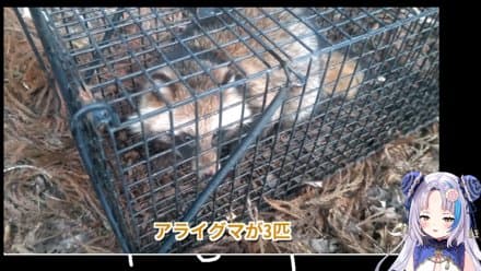 パタパタ